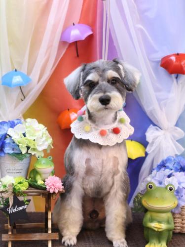 20230602パピコくん